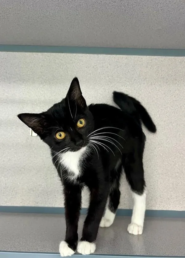 A baby small-sized female Domestic Short Hair cat named Veronica for adoption in Skillman, NJ