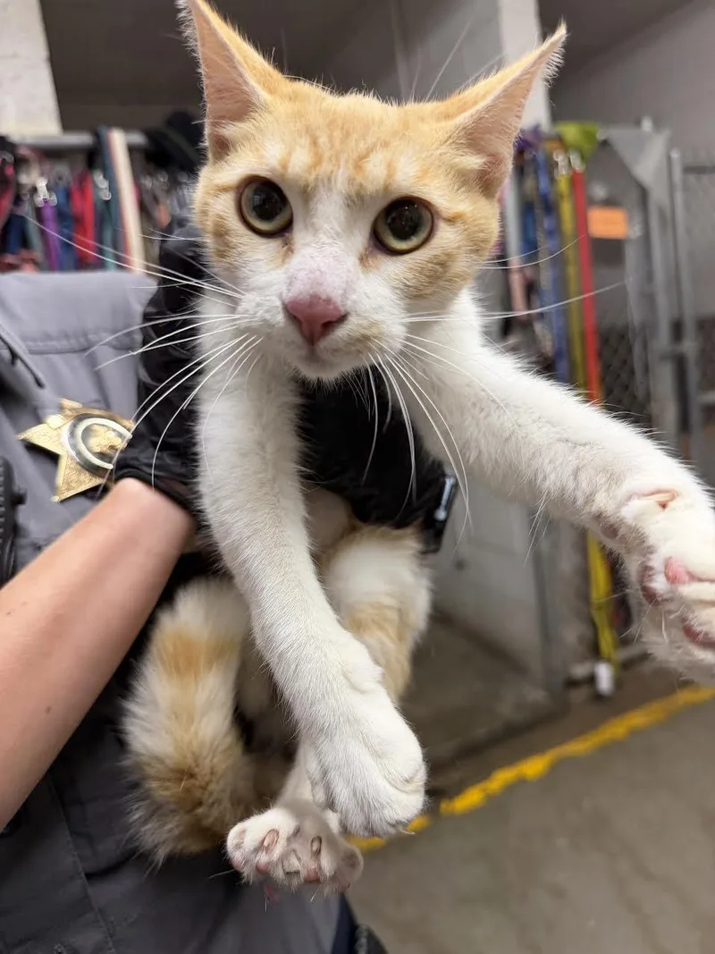 An adult medium-sized female Tabby (Orange / Red) Domestic Short Hair cat named Ginger for adoption in Oakdale, CA
