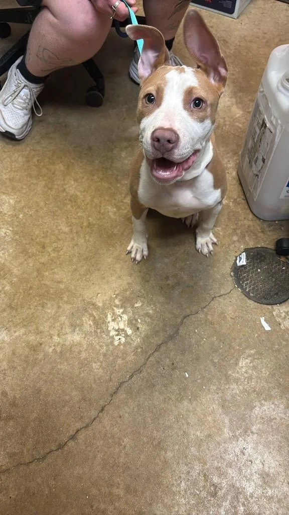 A baby medium-sized female Pit Bull Terrier dog named Louisiana Hot Sauce for adoption in New Braunfels, TX