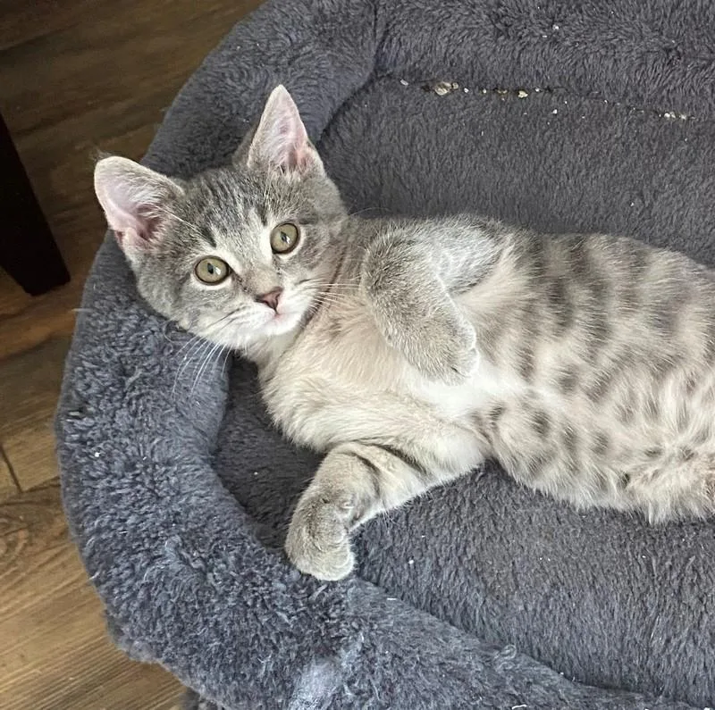 A baby small-sized female Domestic Short Hair cat named Blossom for adoption in Wheaton, IL