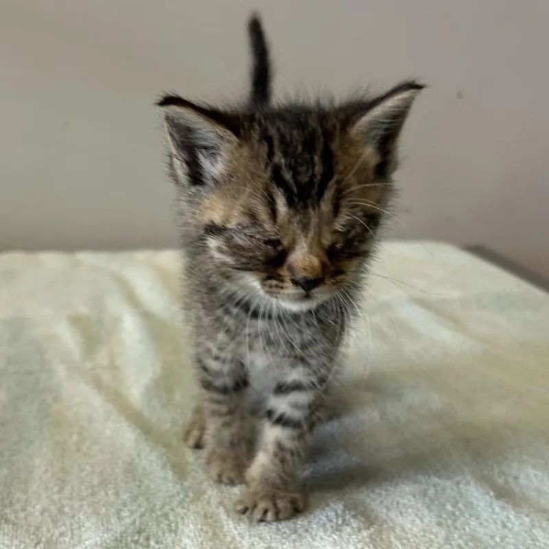 A baby small-sized female Brown / Chocolate Domestic Short Hair cat named Rosetta for adoption in San Gabriel, CA