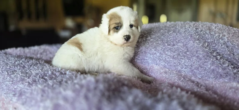 Aspen thumbnail 4