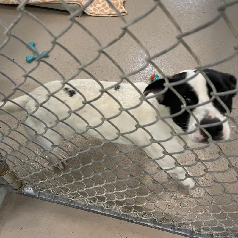 An adult medium-sized female White / Cream Mixed Breed dog named Buttercup for adoption in Newark, NJ