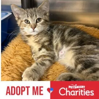 A baby small-sized female Torbie Domestic Short Hair cat named Lilith for adoption in Falls Church, VA