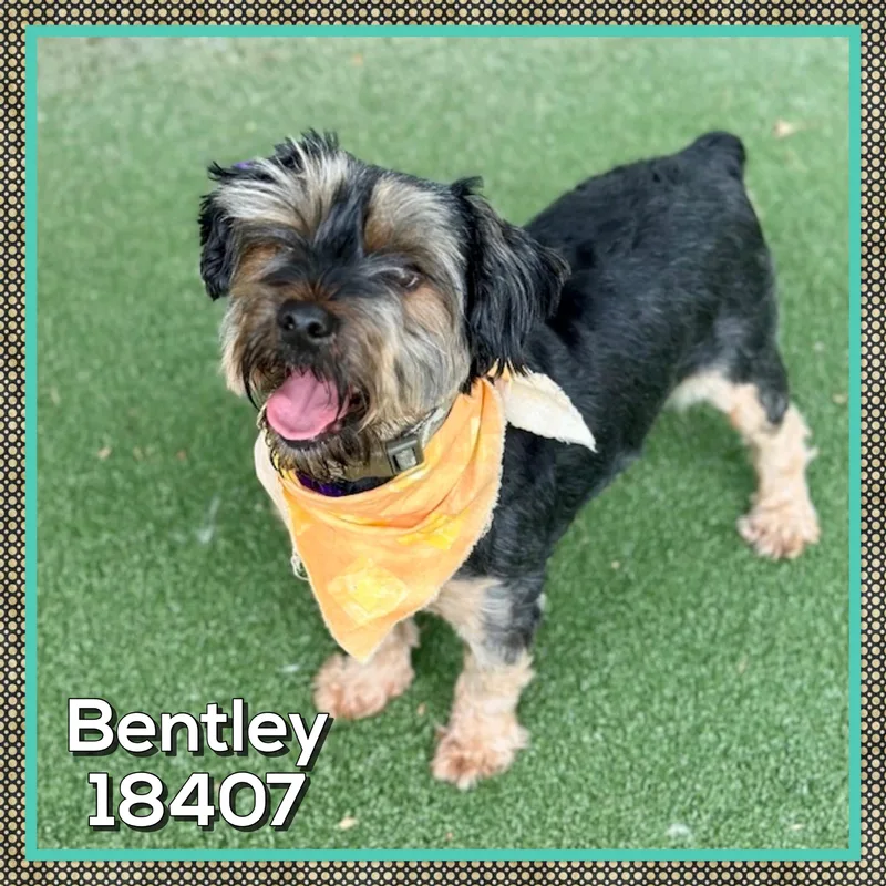An adult small-sized male Black Yorkshire Terrier dog named Bentley for adoption in Marietta, GA