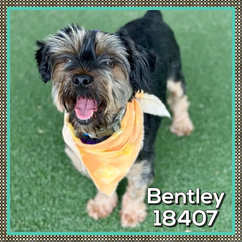 Bentley thumbnail 2