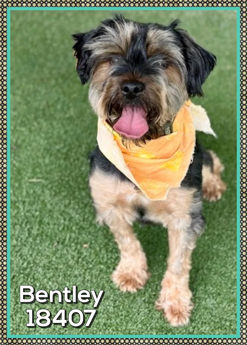 Bentley thumbnail 3