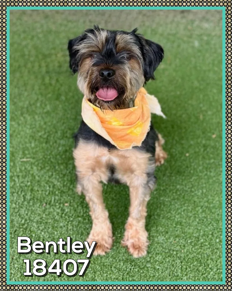 Bentley thumbnail 4