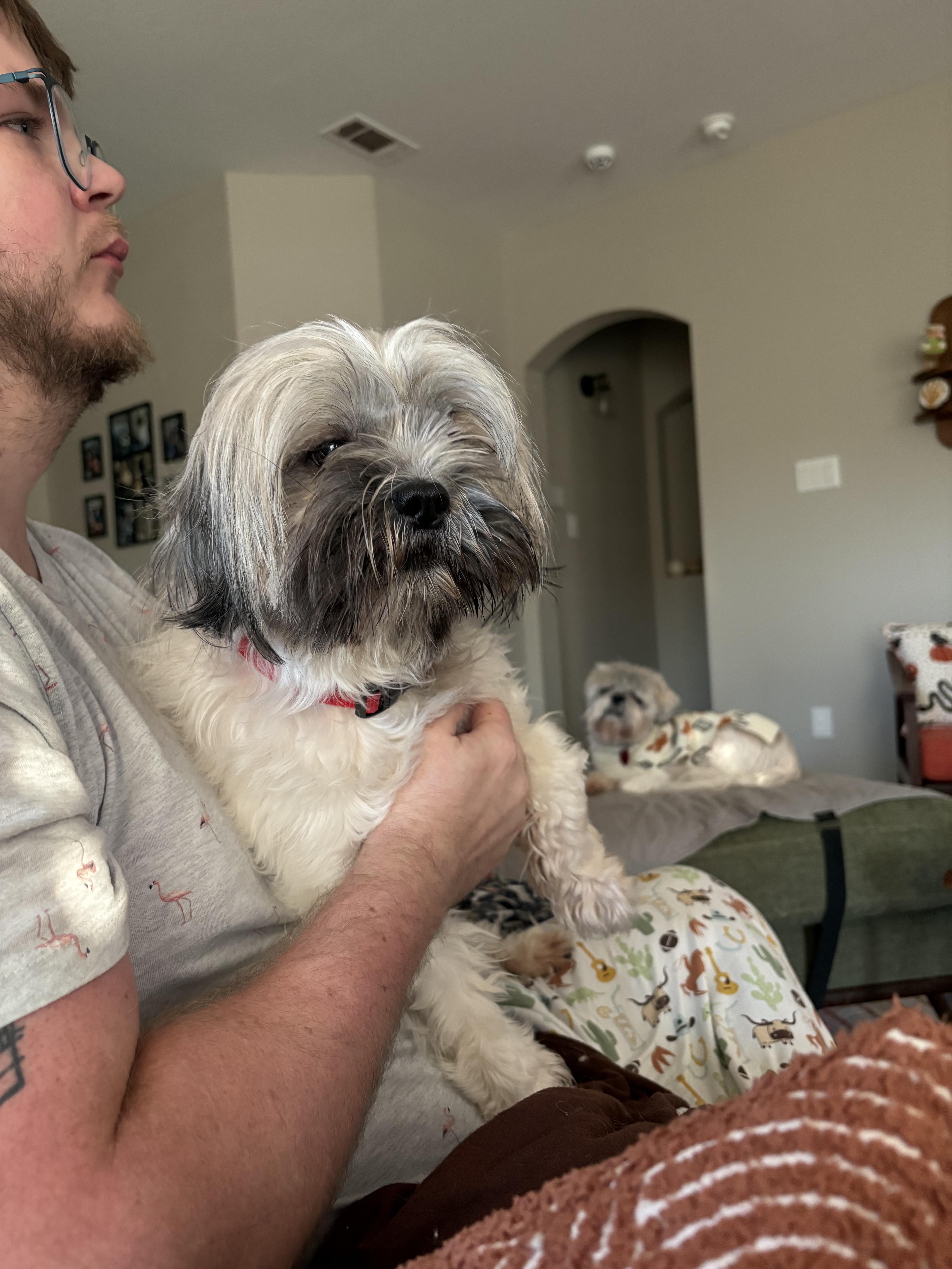 A young small-sized male Yellow / Tan / Blond / Fawn Shih Tzu dog named Nicco for adoption in Garland, TX