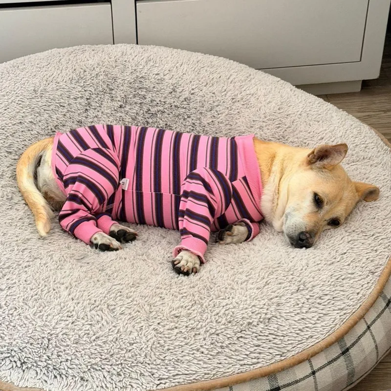 An adult small-sized female Apricot / Beige Dachshund dog named Jazmin for adoption in Manvel, TX