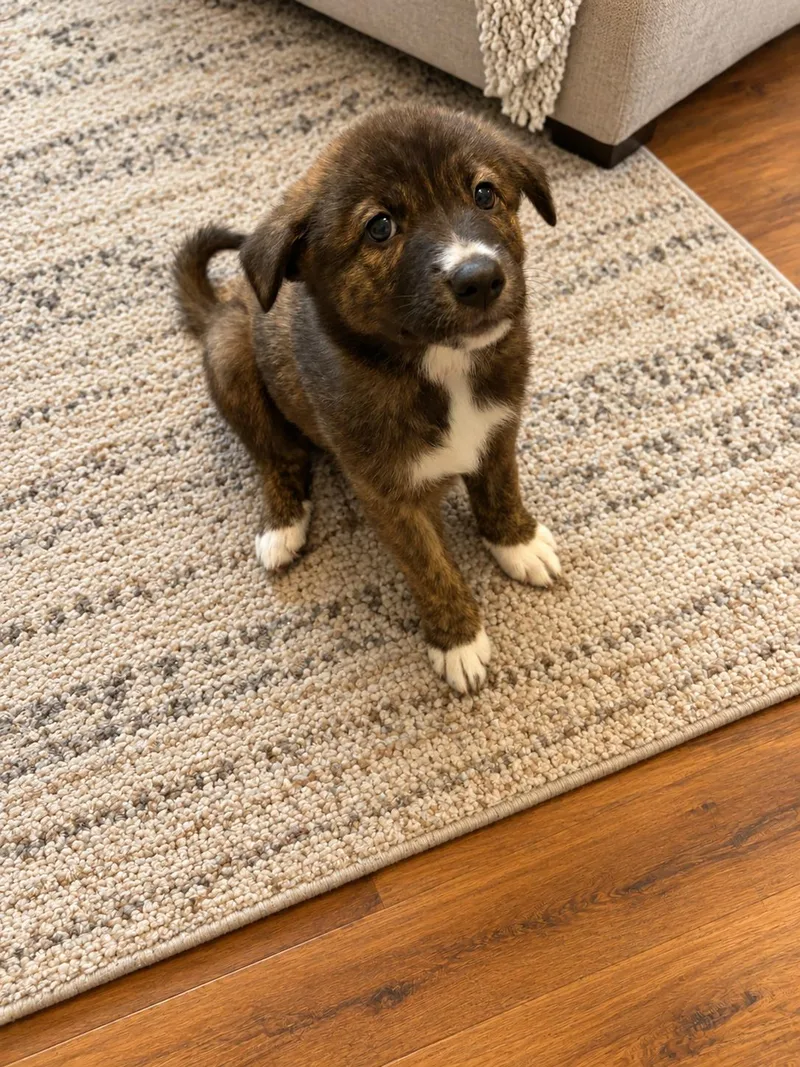 A baby medium-sized female Bicolor Dutch Shepherd dog named Redbird for adoption in San Antonio, TX