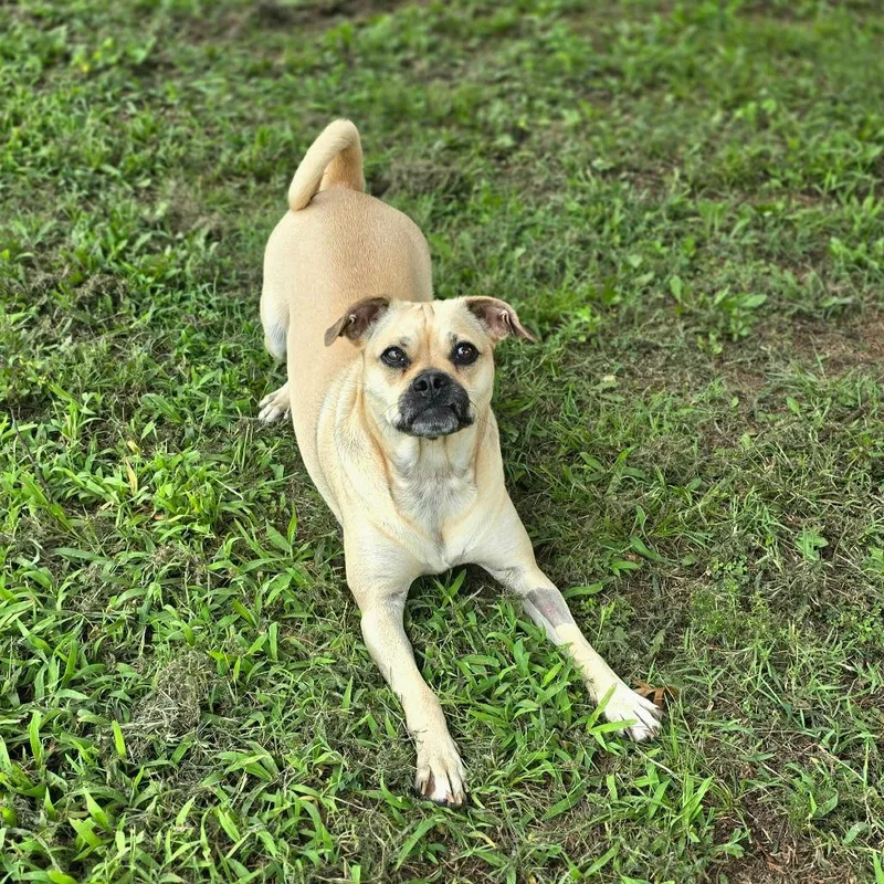 An adult medium-sized female Yellow / Tan / Blond / Fawn Mixed Breed dog named Belle for adoption in Huntsville, AL