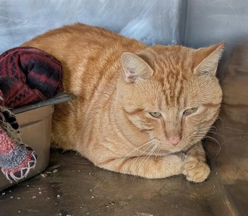 An adult medium-sized male Tabby cat named Cheddar Bob for adoption in Marietta, OH