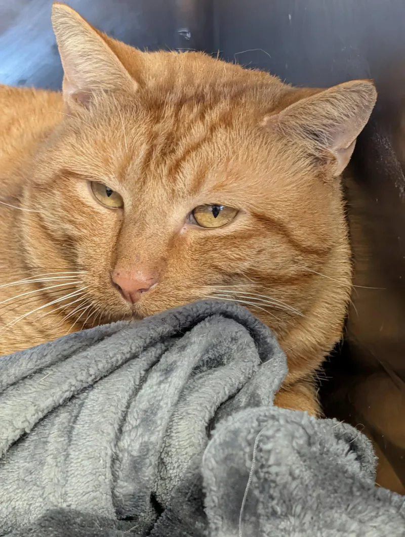 Cheddar Bob thumbnail 2
