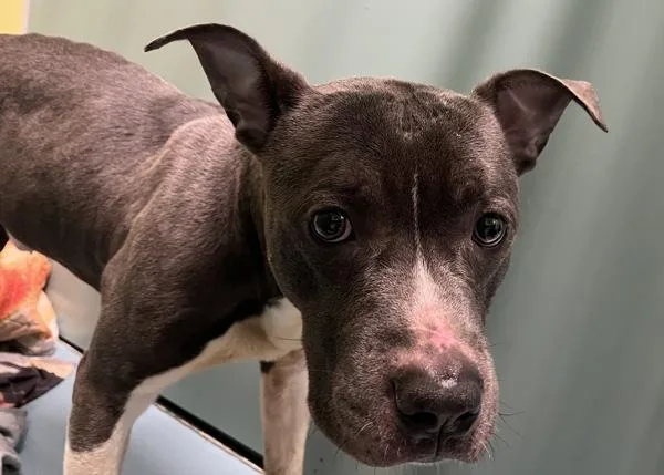 An adult medium-sized male Mixed Breed dog named Clyde for adoption in Ridgewood, NY