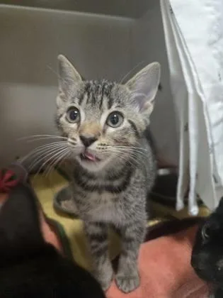A baby small-sized female Domestic Short Hair cat named Arya for adoption in Savannah, GA