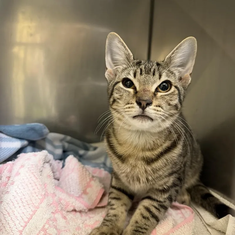 A baby small-sized female Domestic Short Hair cat named Marie for adoption in Dover, NH
