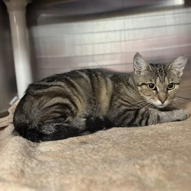 A young medium-sized female Domestic Short Hair cat named Taylor for adoption in Huntsville, AL