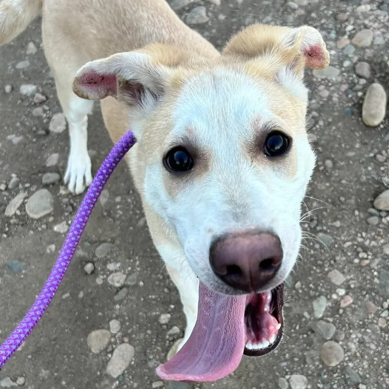 A baby medium-sized male Mixed Breed dog named Tsiran for adoption in Fort Collins, CO