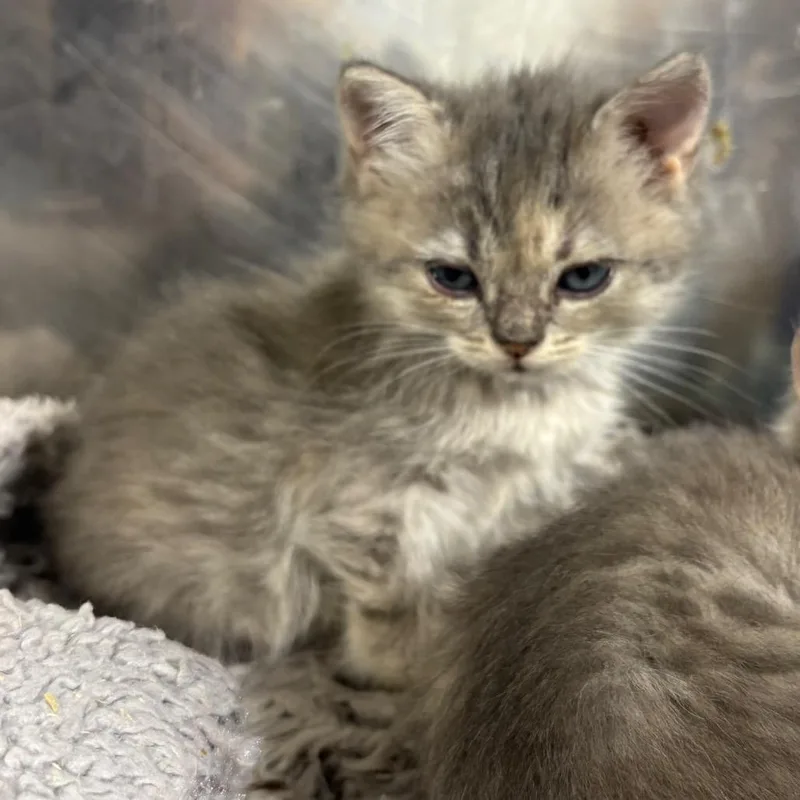 A baby small-sized female Persian cat named Butterfly for adoption in Wappingers Falls, NY