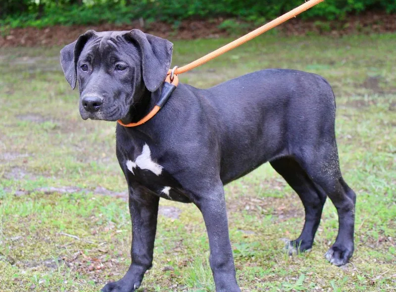 A baby medium-sized female Labrador Retriever dog named Magpie for adoption in Clinton, SC