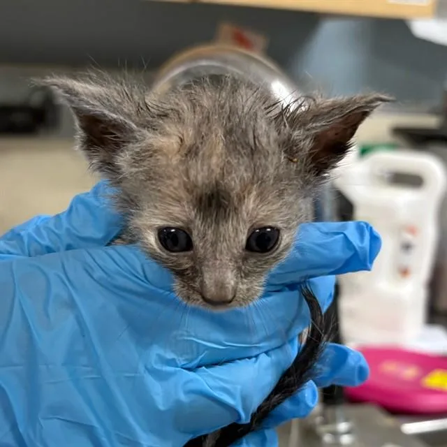 A baby small-sized female Domestic Short Hair cat named Michaela for adoption in Riverside, CA