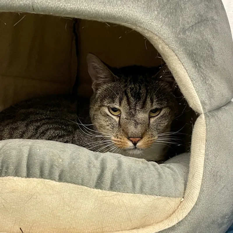 Squidward thumbnail 2