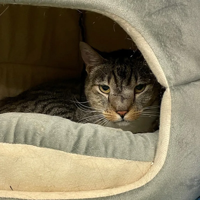 Squidward thumbnail 3