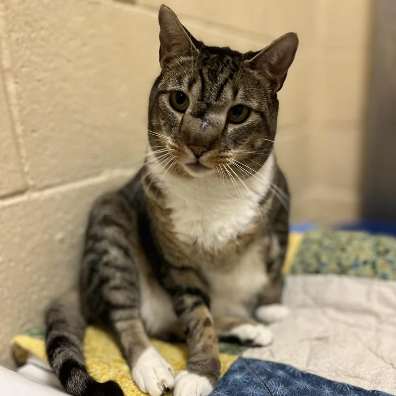 Squidward thumbnail 4