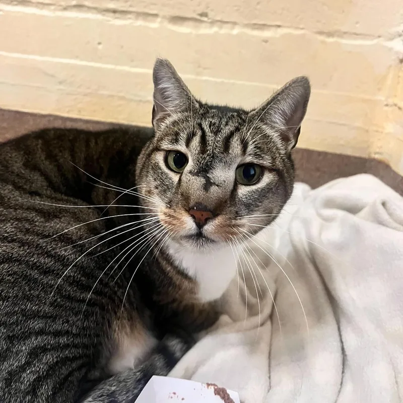 Squidward thumbnail 5