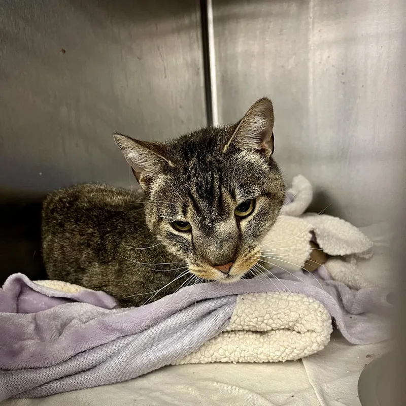 Squidward thumbnail 6