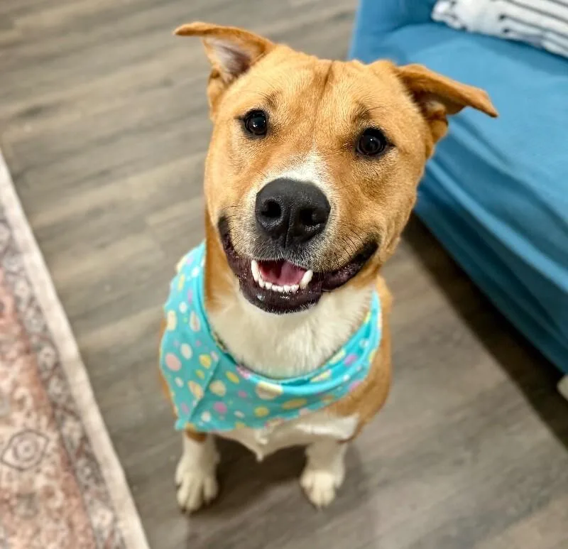A young medium-sized male Yellow / Tan / Blond / Fawn Labrador Retriever dog named Woody Von Waggle Tail for adoption in Friendswood, TX