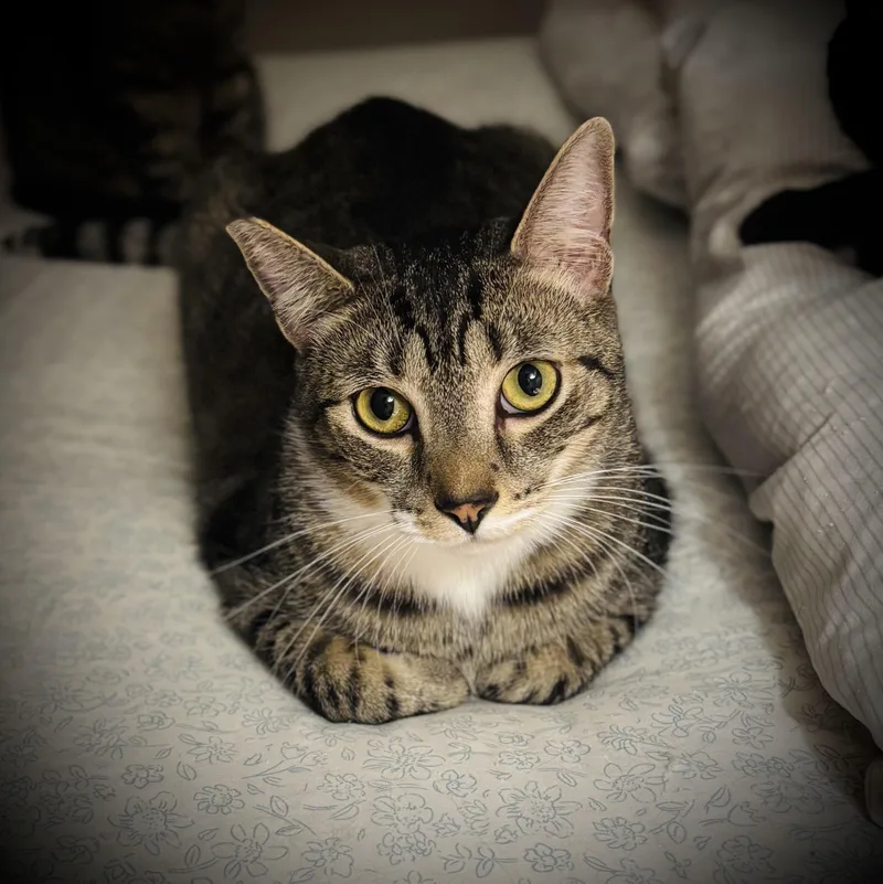 A young large-sized male Tabby (Brown / Chocolate) Domestic Short Hair cat named Teddy for adoption in Buffalo, NY