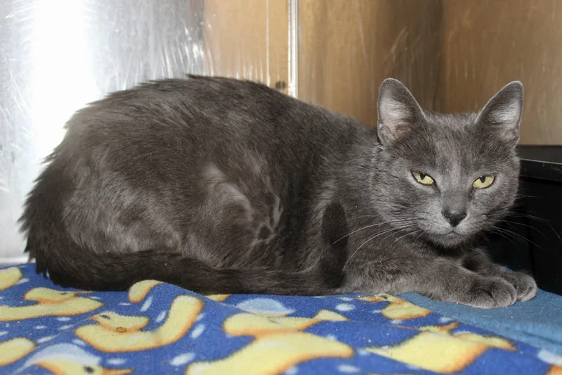 Meridith Grey thumbnail 2