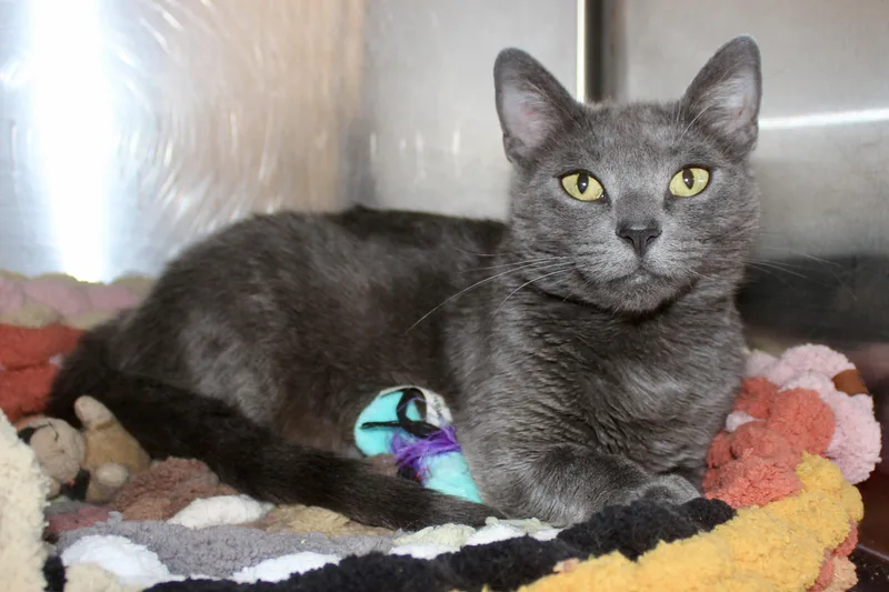 Meridith Grey thumbnail 3