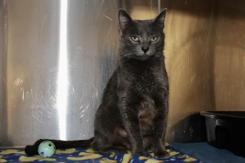 Meridith Grey thumbnail 4