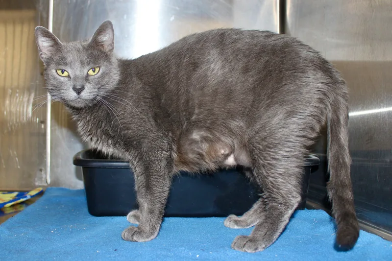 Meridith Grey thumbnail 5