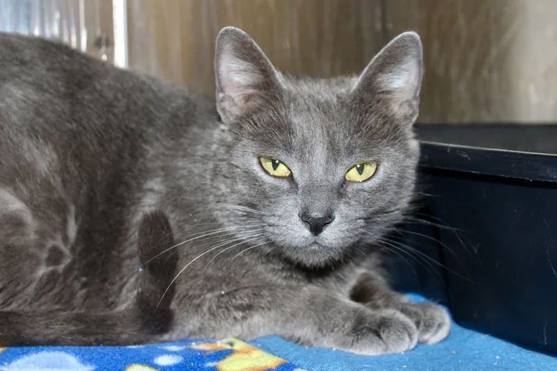 Meridith Grey thumbnail 6