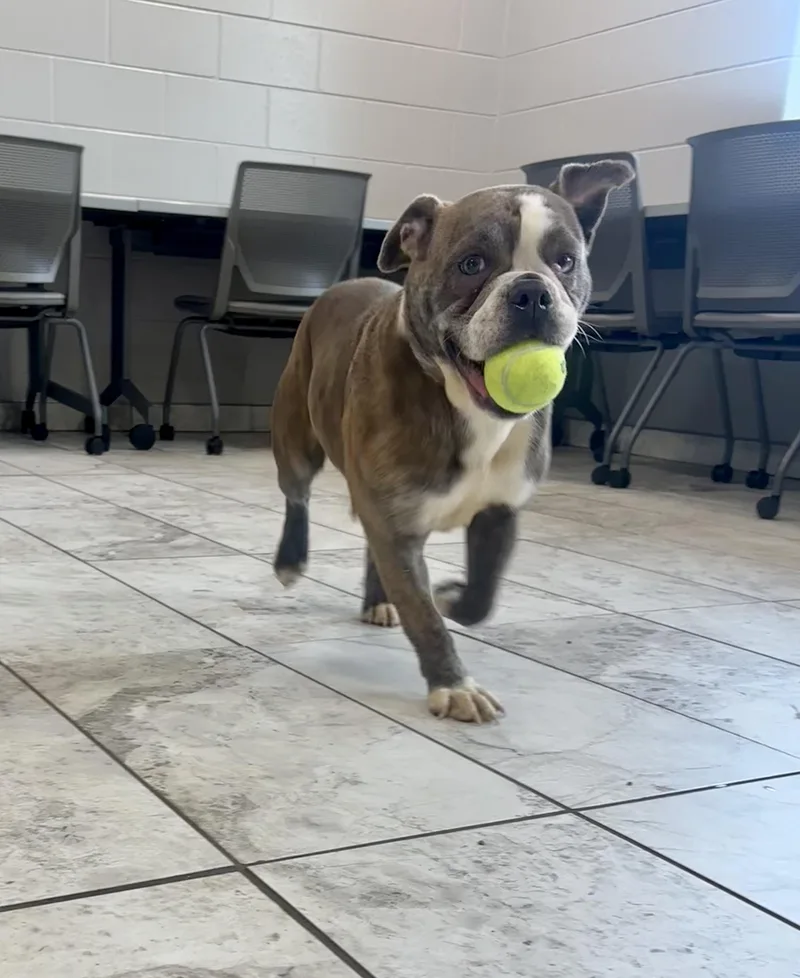 A young medium-sized female Brindle English Bulldog dog named Milly for adoption in Kalamazoo, MI