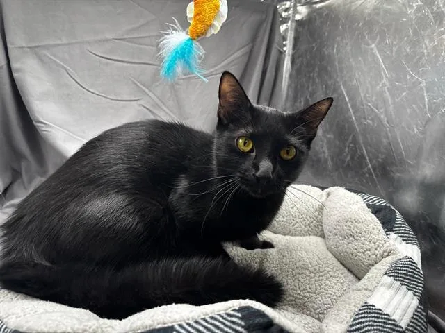 A young medium-sized female Domestic Short Hair cat named Gypsy for adoption in Appling, GA