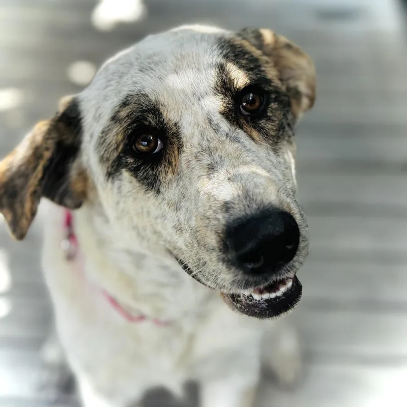 An adult medium-sized female White / Cream Collie dog named Cypress for adoption in Bradenton, FL