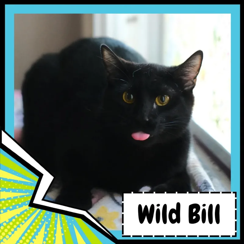A young large-sized male Black Domestic Short Hair cat named Wild Bill Hikock for adoption in Suisun City, CA