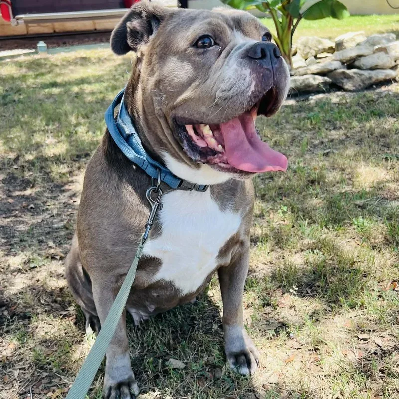 An adult large-sized female English Bulldog dog named Kylie SSP for adoption in Austin, TX