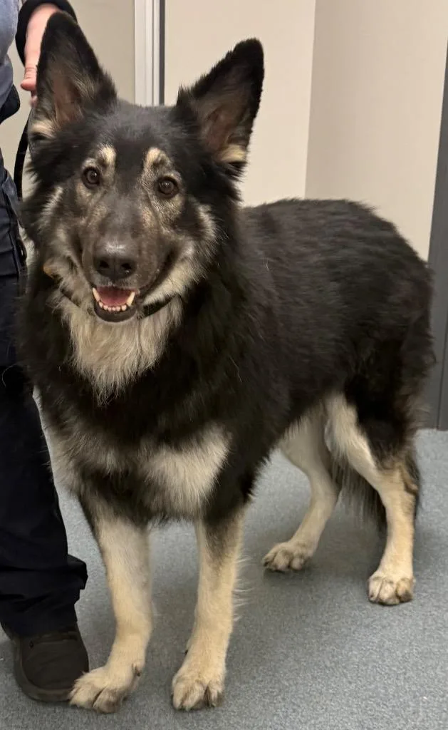 An adult large-sized male Shepherd dog named Koda for adoption in Sapulpa, OK