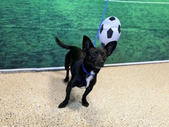 A young small-sized male Chihuahua dog named Chalupa for adoption in Miami, FL