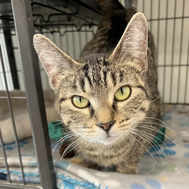 A young medium-sized female Domestic Short Hair cat named Mama Cat for adoption in Columbia, IL