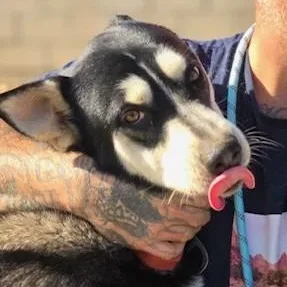 Humphrey Husky Hunk thumbnail 3