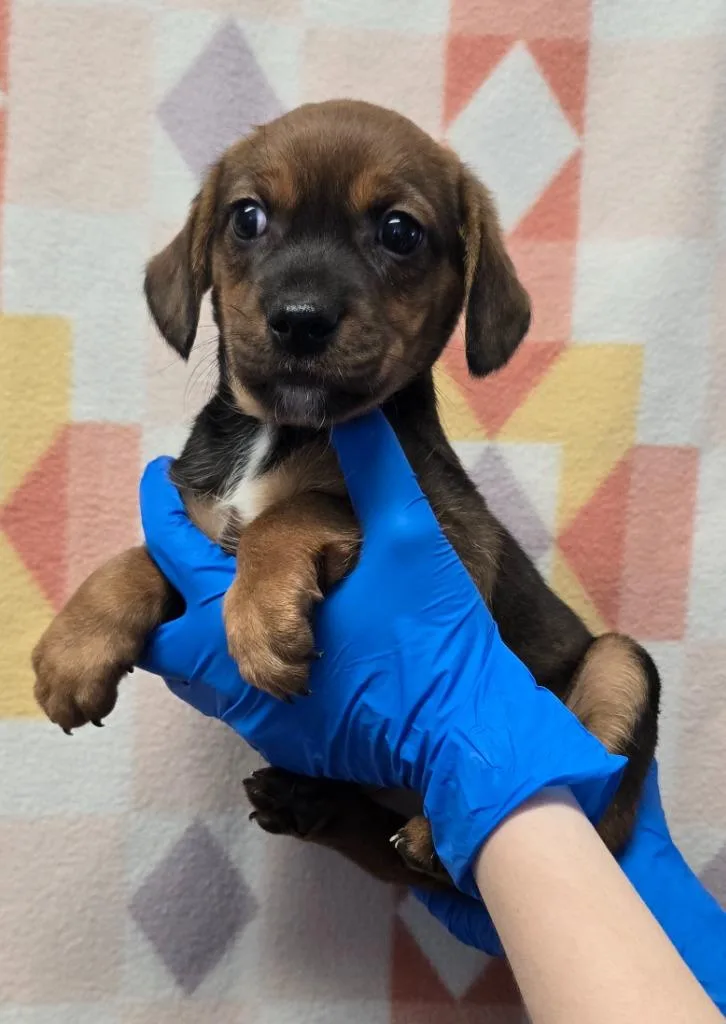 A baby small-sized female Beagle dog named Talia for adoption in Murphysboro, IL