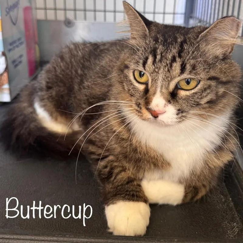 An adult small-sized female Brown / Chocolate Domestic Long Hair cat named Buttercup for adoption in TITUSVILLE, FL