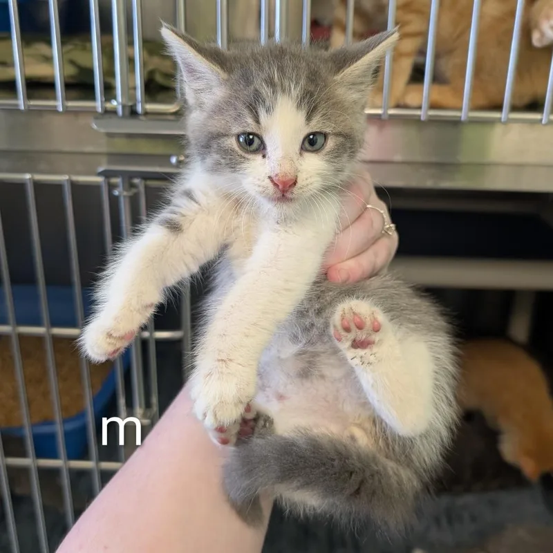 A baby small-sized male Gray / Blue / Silver Domestic Short Hair cat named Captain Crunch for adoption in Emporia, KS